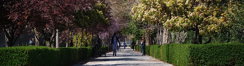 Imagen de un camino de los paseillos universitarios por donde pasea gente lejana entre setos y árboles